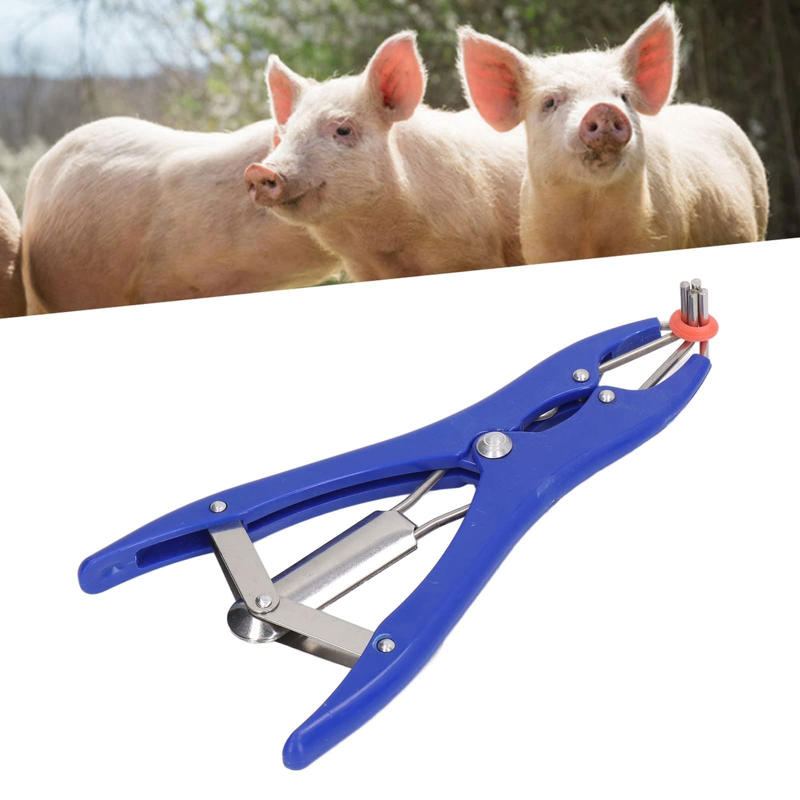 Kit Professionale per Castrazione 1 Pinza Elastrator in Plastica Durevole 100 Anelli Elastici di Gomma Rossa, per Ovini, Caprini e Suinetti Strumento per Allevamento e Uso Veterinario