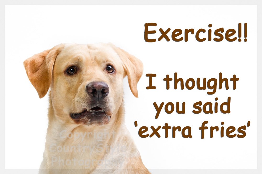 Golden Yellow Labrador Dog Funny Fridge Magnet Lab Gift