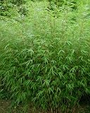 Lieferhöhe: ca. 60-80 cm 1 x Fargesia Rufa (HeckenBambus) C2 TOP SORTE FÜR HECKE