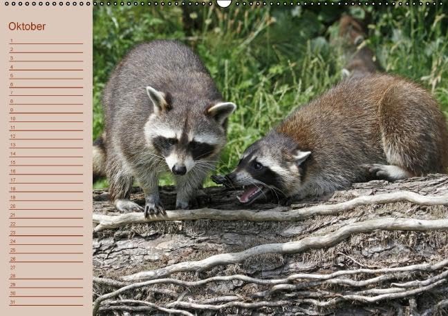 Waschbären / Geburtstagskalender (Wandkalender immerwährend DIN A2 quer): Der waschbärige immerwährende Geburtstagskalender (Monatskalender, 14 ... + Martina Berg, Pferdografen.de