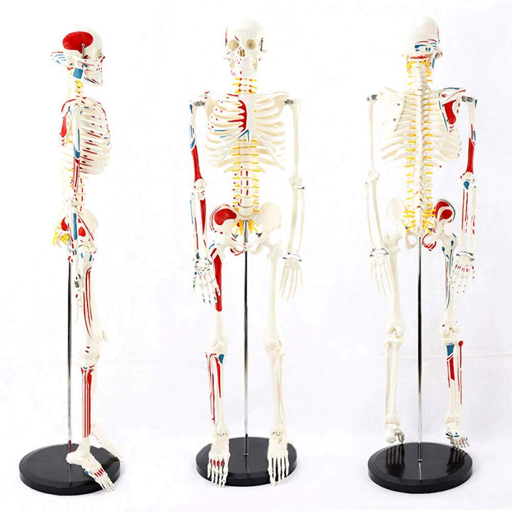 Modèle Anatomique du Corps Humain Modèle Mini Squelette avec des Muscles Peints, 85Cm - Construction Et Le Mouvement du Corps comme Modèle d'apprentissage Ou du Matériel Pédagogique