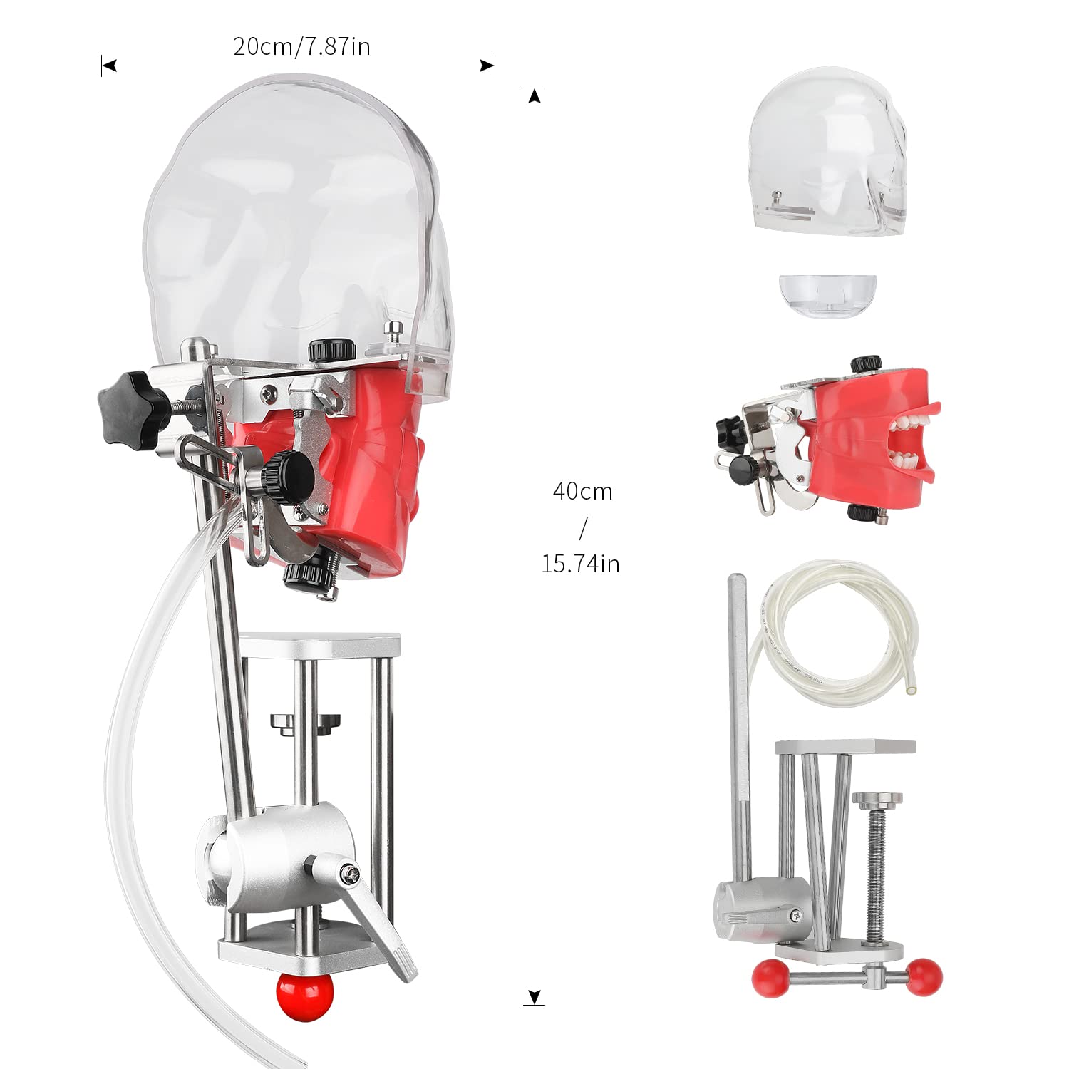 Mouth Simulator Phantom Head Teaching Head Model Fix on Table Replaceable Typodont Tooth Model 360-Degree Adjustment for Dentists & Dental Assistants and Hygienists