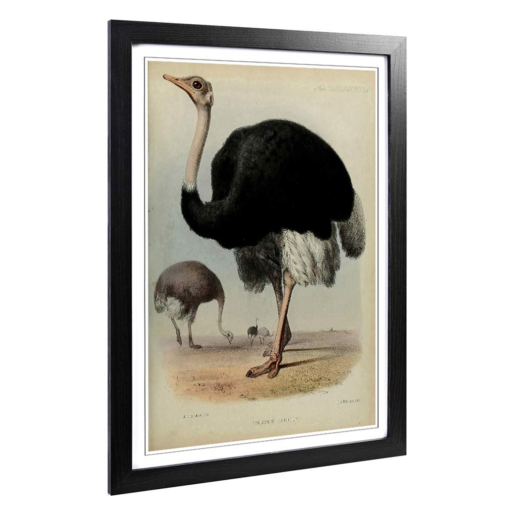 Big Box Art Framed Print of Vintage Jury. J Ostrich Design | Wall Art Picture | Home Decor for Kitchen, Living, Dining Room, Bedroom, Hallway, Office, Black, A2 / 24.5x18 Inch / 62x45cm