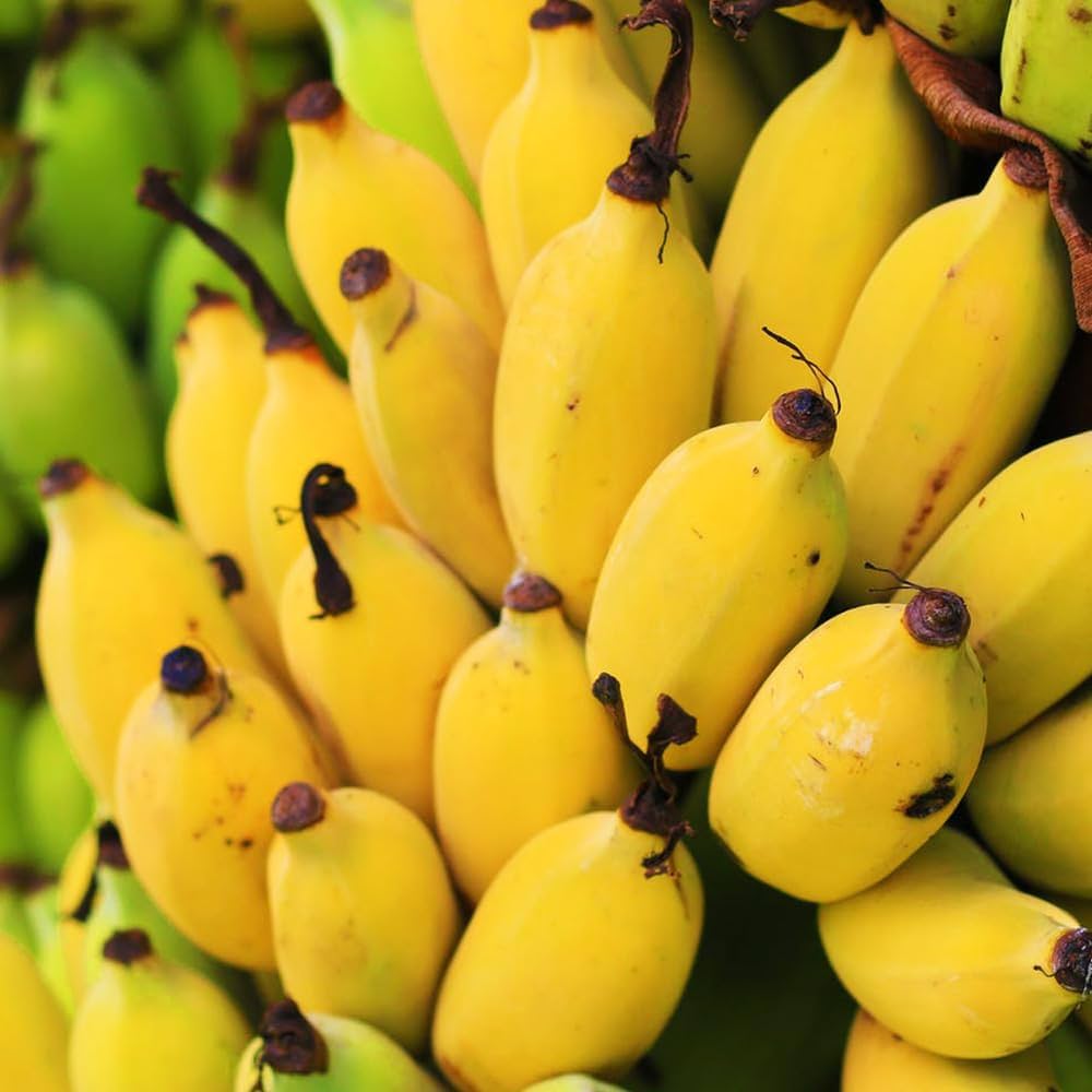 植木鉢収穫、バナナ苗、155㎝準親株◆低木 ドワーフ台湾 バナナ=懐かし昭和の味 植木鉢収穫、バナナ苗、155㎝準親株◇低木 ドワーフ台湾 バナナ