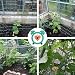 Comius Sharp Trellis Red de jardín, Enredaderas Jardín Red, Enrejado prémium con...