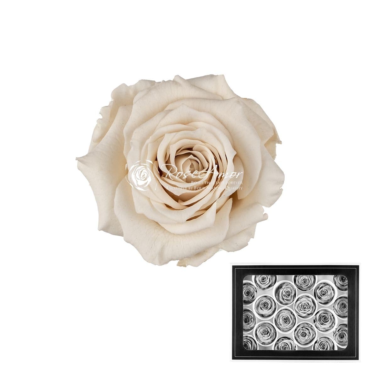 RoseAmor Stabilisierte Rosenbox - Echte Langzeitrosen für Ewige Schönheit & Dekoration – Exklusiv von Four Seasons Quality (Creme, 18 Stück - ∅ 3 cm)