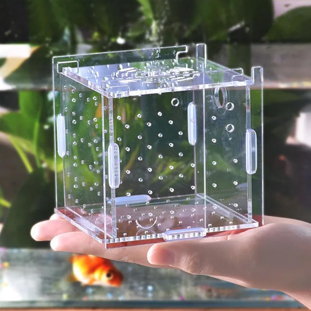 Boîte D'élevage de Poissons, Boîte D'isolation Flottante en Acrylique, Filet D'Élevage Aquarium, avec 1 Ventouses, Aquariums D'élevage pour Poissons Agressifs Blessés Et Petits Crevettes, 10*10*10CM