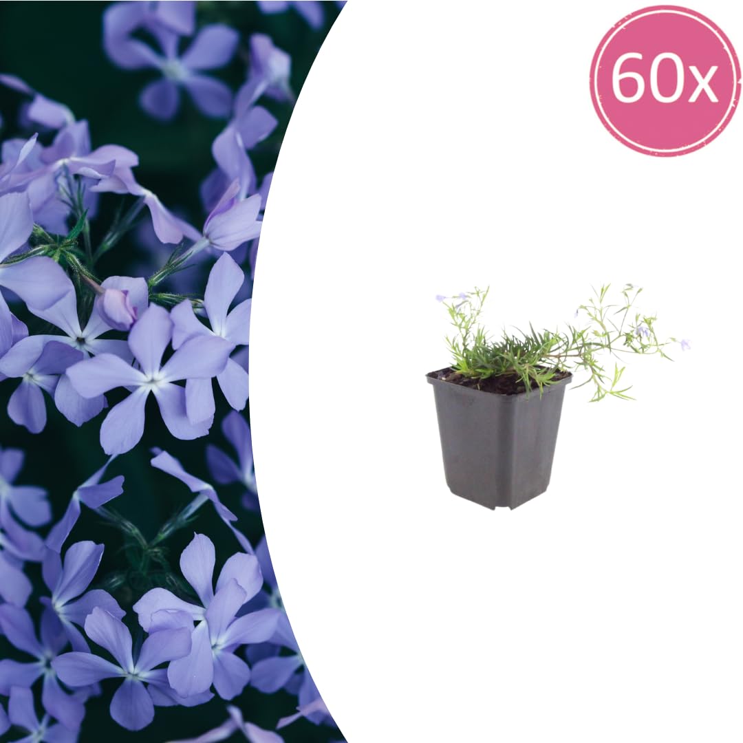 Phlox Subulata, naturalne rośliny do ogrodów skalnych, niebieski, zestaw 60, doniczka Ø9cm