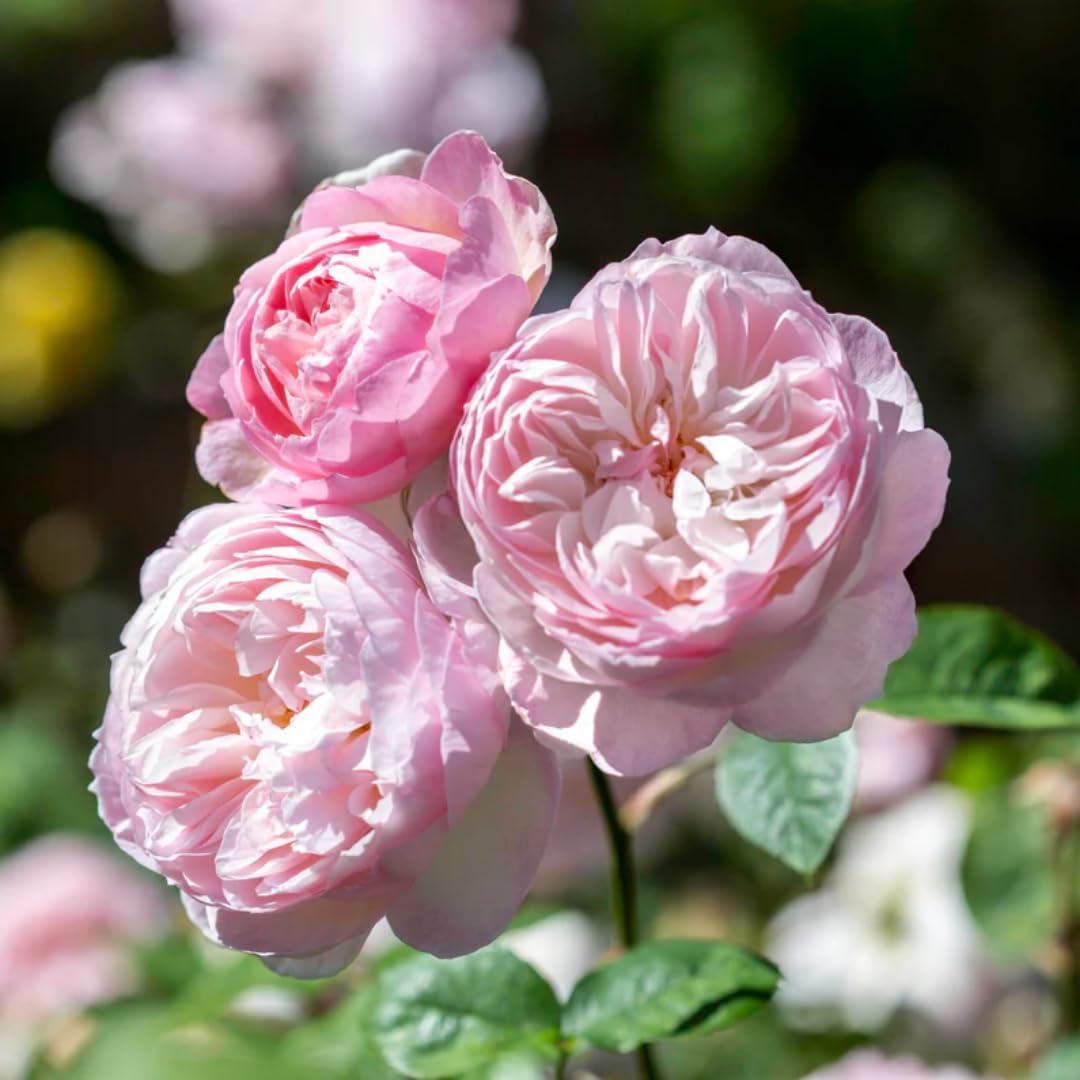 M-Tech Gardens Rare Hybrid Rose Flowering Plant (Gentle Breeze, Bud Grafted) Exotic 1 Live Flowering Plant (B077K8XZ1F) Amazon Price History, Amazon Price Tracker
