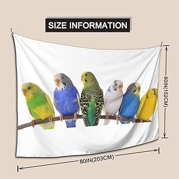 Amazon.co.jp: おしゃれな壁掛け セキセイインコ かわいい