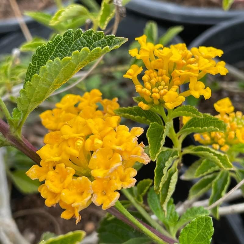 Planta de Lantana Dorada, maceta de 2 pulgadas, flores Lantana para plantar