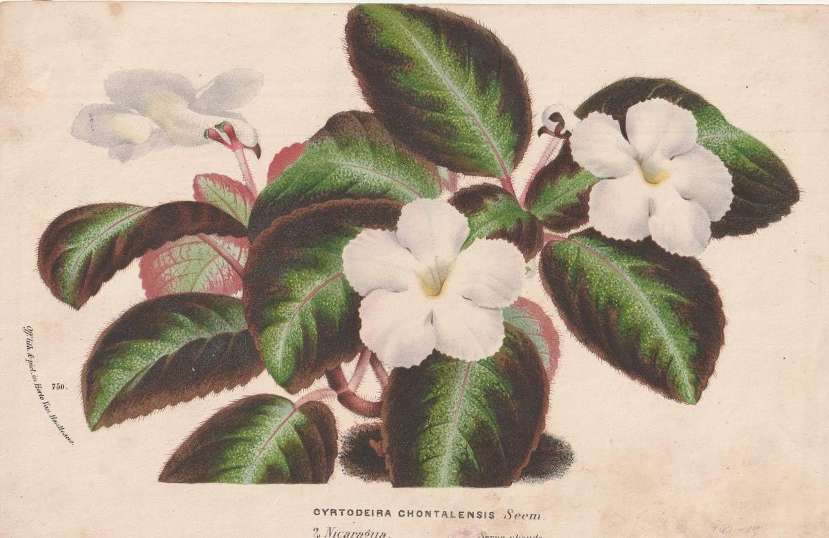 フランスアンティーク 博物画 植物画『CYRTODEIRA CHONTALENSIS』 多