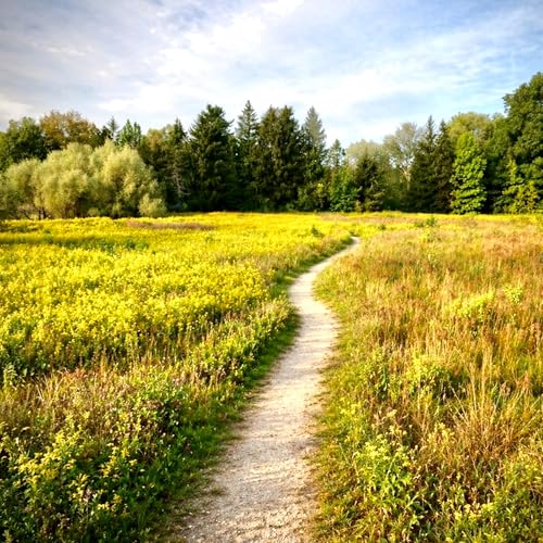 Walking Meditation for Anxiety: Overthinking - Calm Your Mind