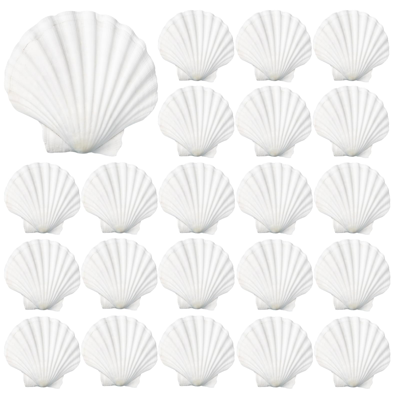 40 Pack Sea Shells, White Scallop Shells for Craft, 2-3 Inches Real Seashells for Themed Party Decorations