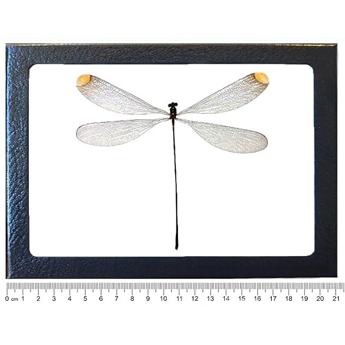 Microstigma rotundatum clear yellow dragonfly damselfly Peru FRAMED