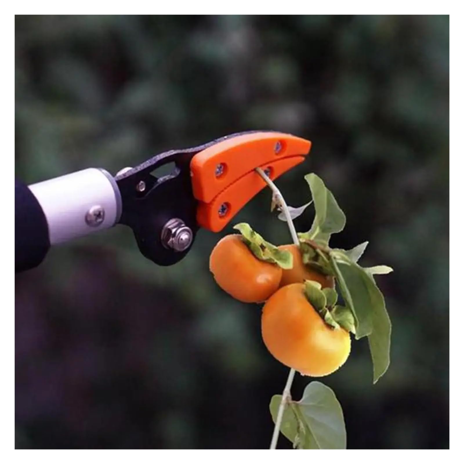 Raccoglitore Di Frutta Raccoglitrice di frutta 1M, forbici extra lunghe for la raccolta della frutta, potatura e mantenimento, potatore bypass, utensile da giardino for la raccolta di uva e cachi.