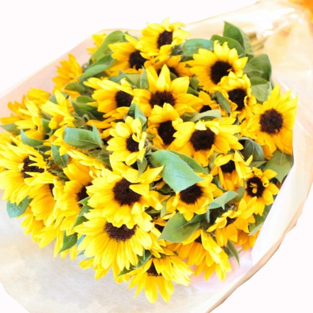 □ 多肉植物 ミモザ・大和錦・モルガンビューティ等 抜き苗 □ 14種類