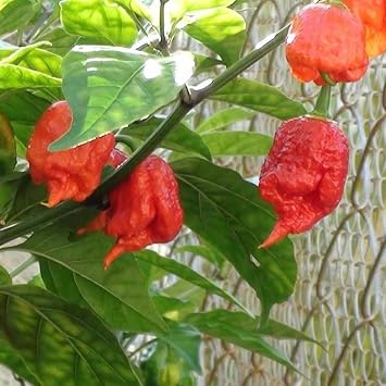 Carolina Reaper Red Chilli Pepper Seeds - World's Hottest Extreme Heat Heirloom Variety