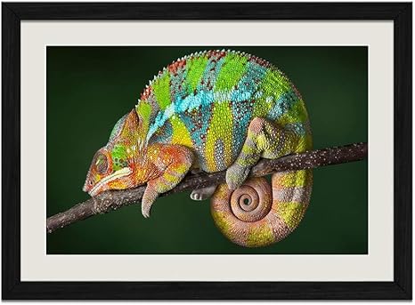 絵画 カメレオン Cmarnica Pl