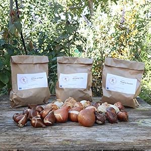 Bulbi da Fiore :30 Tulipani mix 3 colori – LADY OSCAR – Fioritura primaverile