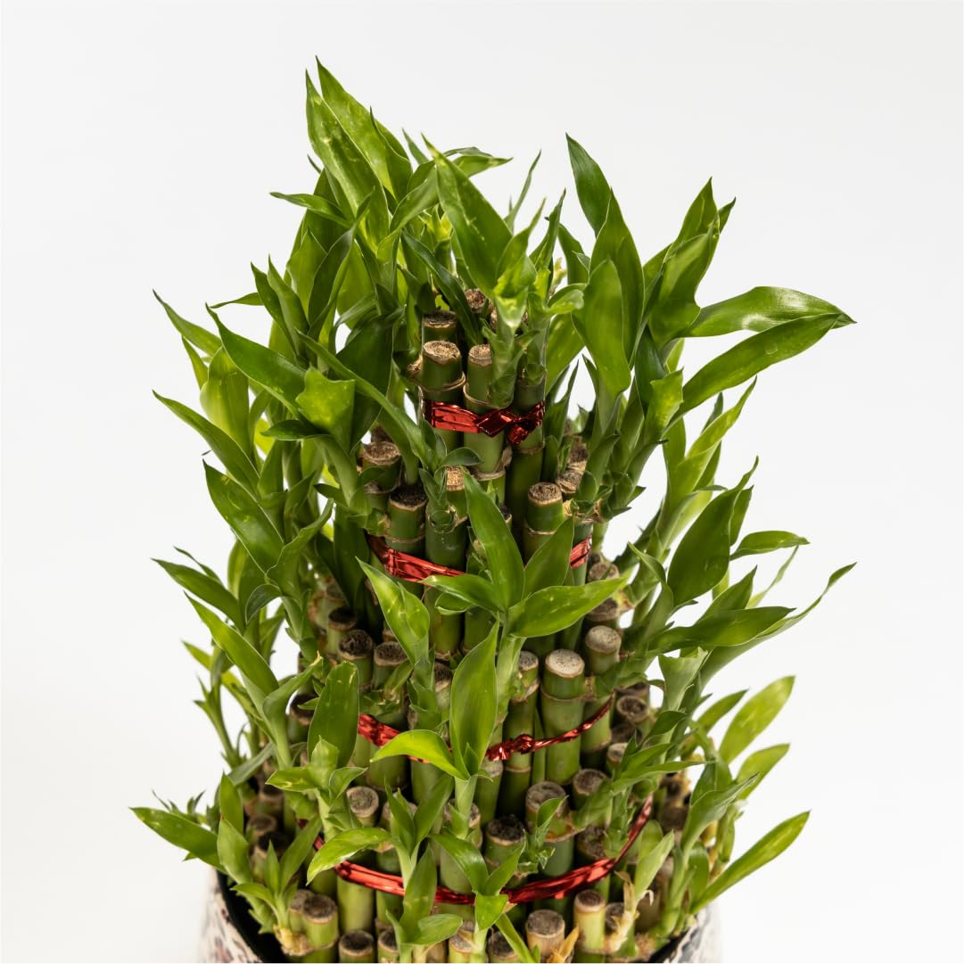 Floral Boutique 5 Layer Lucky Bamboo Plant with Metal Plant Pot in Floral Print, Indoor Plants for Living Room, Plant Stand for Balcony, Stylish Pots for Indoor Plants and Decor 2 61CmGEgOisL. SL1081