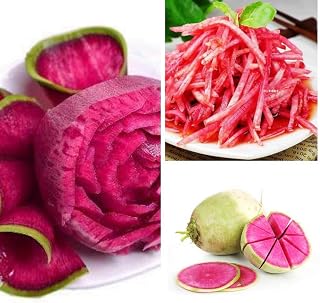 Spring Watermelon Sweets Seeds 500+ (Beta vulgaris) Rose Beets Organic Fresh Radish Premium Easy to Grow Root Plants Seeds for Planting Home Garden Outdoors