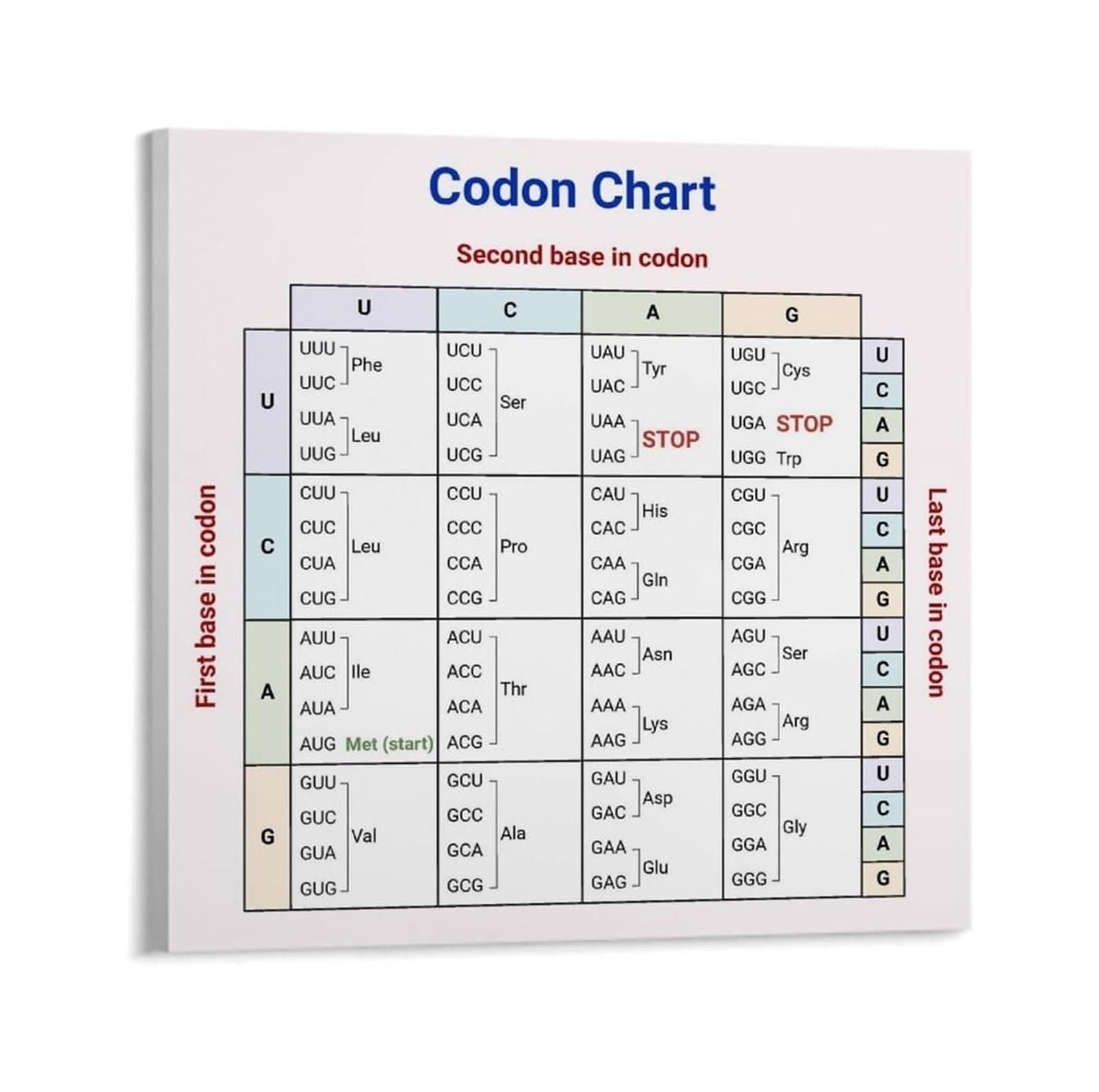 MDBJTCYZN Educational Biology Chart Genetic Code and Amino Codon Reference DNA RNA Poster for Learning Teaching Science Room Office Wall Decor