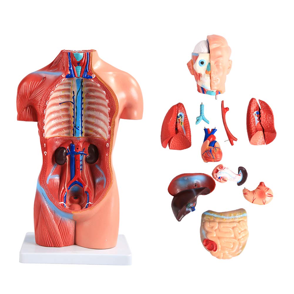 42 cm Mini Model tułowia anatomii człowieka, ciało narządów anatomicznych do nauczania zestaw narzędzi medycznych 18 sztuk bezpłciowy