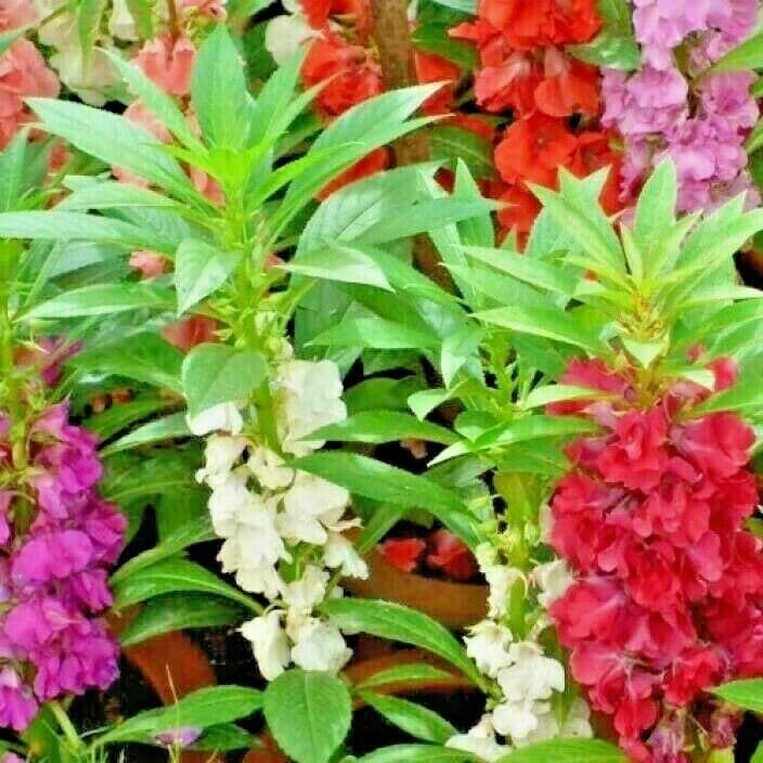 See full amazon price history chart for Balsam flower seeds all colour,high germination (40 seeds) Balsam flower seeds all colour,high germination (40 seeds) (B0CJY2XX33) Amazon Price History, Amazon Price Tracker