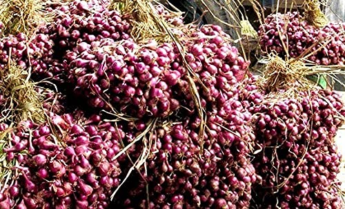 Golden Hills Farm Hybrid small shallot onion 300+ seeds (B096WJ5RGQ) Amazon Price History, Amazon Price Tracker