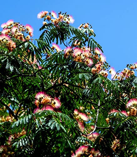 25 Mimosa Tree Seeds Albizia Julibrissin Tree Persian Pink Silk Flower Plant #TOP2