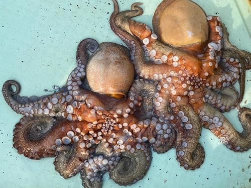 ��茧�Y ���Y�}�_�R, ���}�_�R, �c�{�����ς�, ��2kg�`3kg