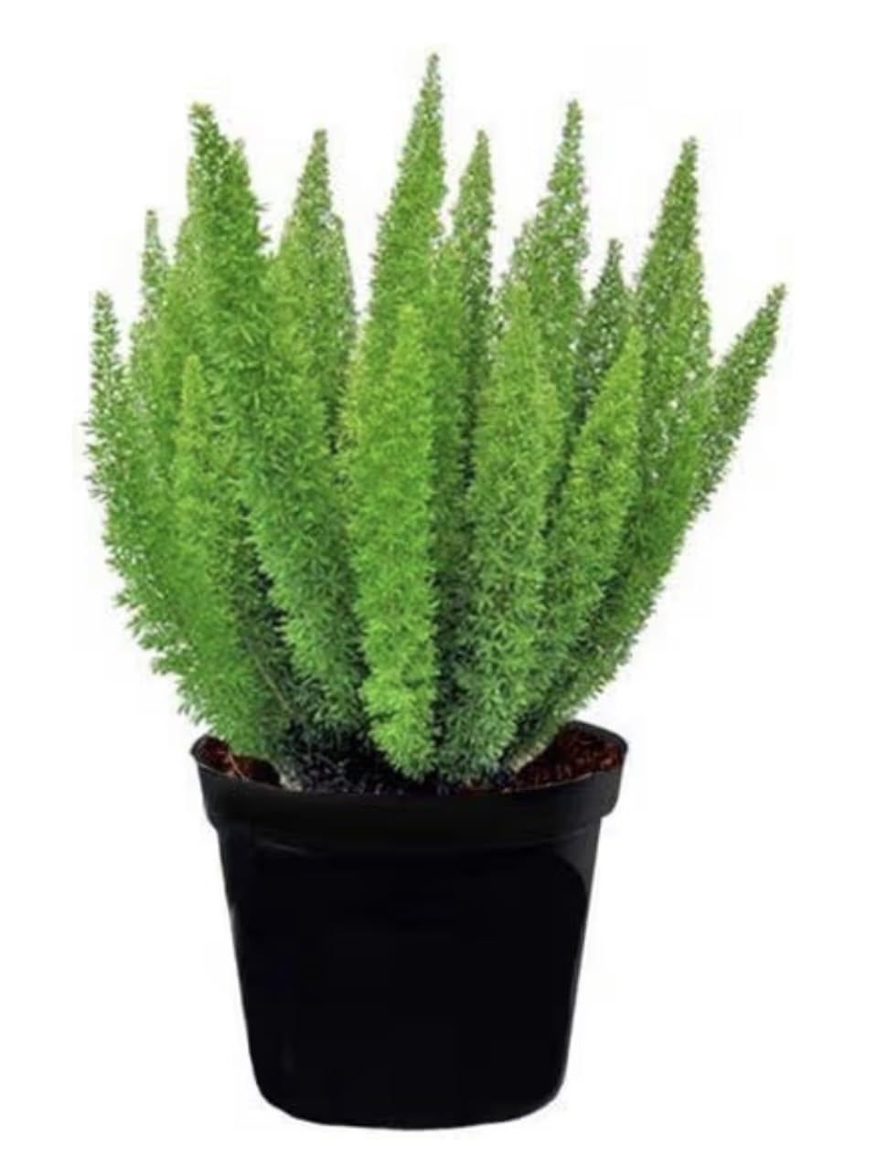 Foxtail Fern Live Plant in Black Nursery Pot, Lush Green Indoor Outdoor Decor-image-37