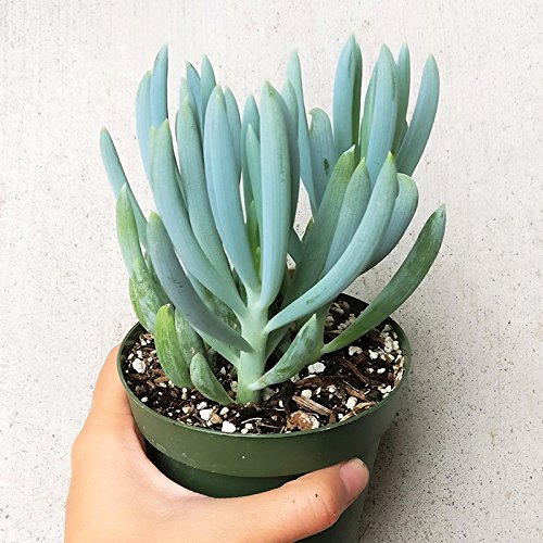 Blue Chalksticks Senecio Serpens (4 Inch) #TOP1