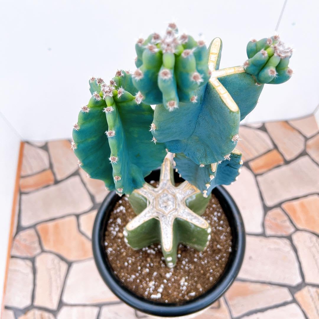 現品　サボテン　柱サボテン　ブランチ　鬼面角　1番　ドライガーデン　観葉植物 Amazon.co.jp: サボテン 柱サボテン ブランチ 鬼面角 ドライガーデン