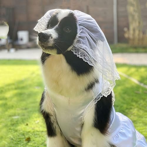 Miniatura 9 de 2 piezas de vestido blanco para perro, boda con velo, falda plisada de encaje para cachorros, disfraz clásico de tutú de novia para perros grandes,