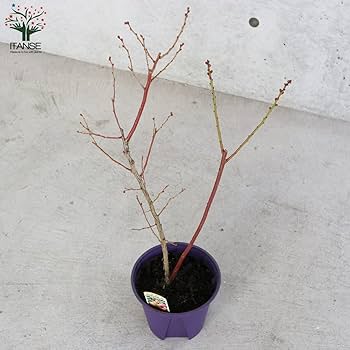 専用出品　ブルーベリー苗　Rパウダーブルー15本、ピンクレモネード15本 専用出品 ブルーベリー苗 Rパウダーブルー15本、ピンク