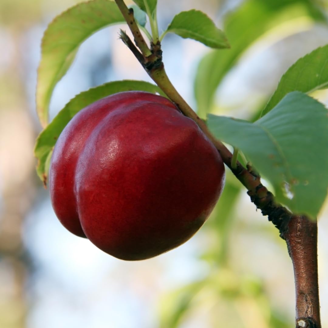 Pesco Pesche Nettarine a Polpa Gialla Maria Carla - Pianta da Frutto su Vaso ø 24/26 cm - Altezza 170~200 cm- Età 4 Anni
