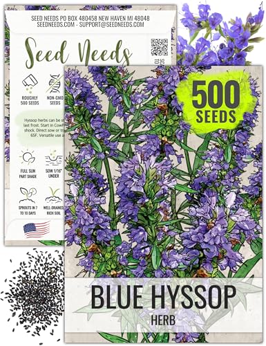 Seed Needs Hyssop Seeds for Planting Blue Hyssop Herbs - Non-GMO Heirloom & Untreated Hyssopus officinalis Seed to Plant an Indoor/Outdoor Medicinal Herb Garden (1 Pack)