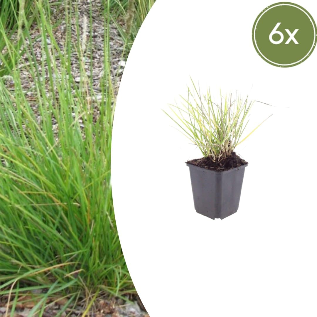 Sesleria autumnalis – 24 rośliny, Ø 9 cm, wysokość 10-25 cm, mrozoodporna trawa ozdobna, złotobrązowa jesienna kolorystyka, łatwa w pielęgnacji, do grządek, ogrodu skalnego i ogrodu naturalnego