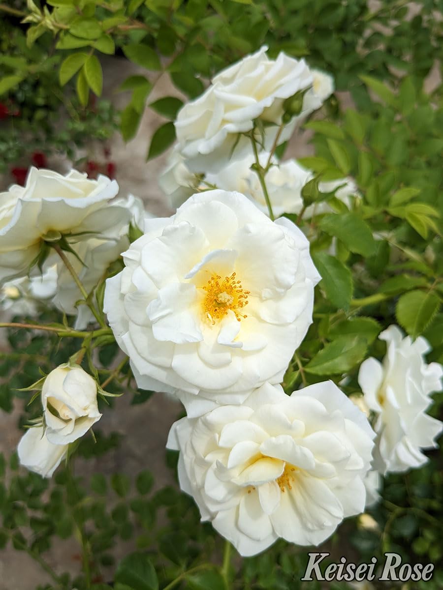 白い水差しのバラ Amazon.co.jp: バラ苗 【真白 (ましろ)】 (新苗) つるバラ 四季咲き中