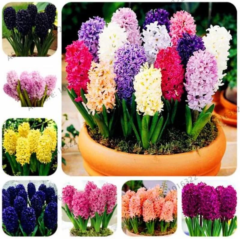 Mix Hyacinth Flower Seeds For Home Garden- 35+ Seeds Eco Pack (B0C6L3WQY7) Amazon Price History, Amazon Price Tracker