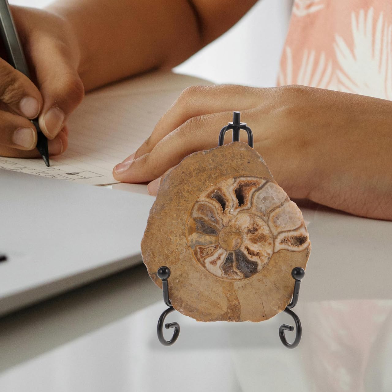 Gatuida Fossile Di Ammonite Con Supporto: Campione Di Pietra Fossile Di Ammonite Naturale Campione Di Conchiglia Da Collezione Sottobicchiere Disco Artistico Minerali Di Ammonite Modello