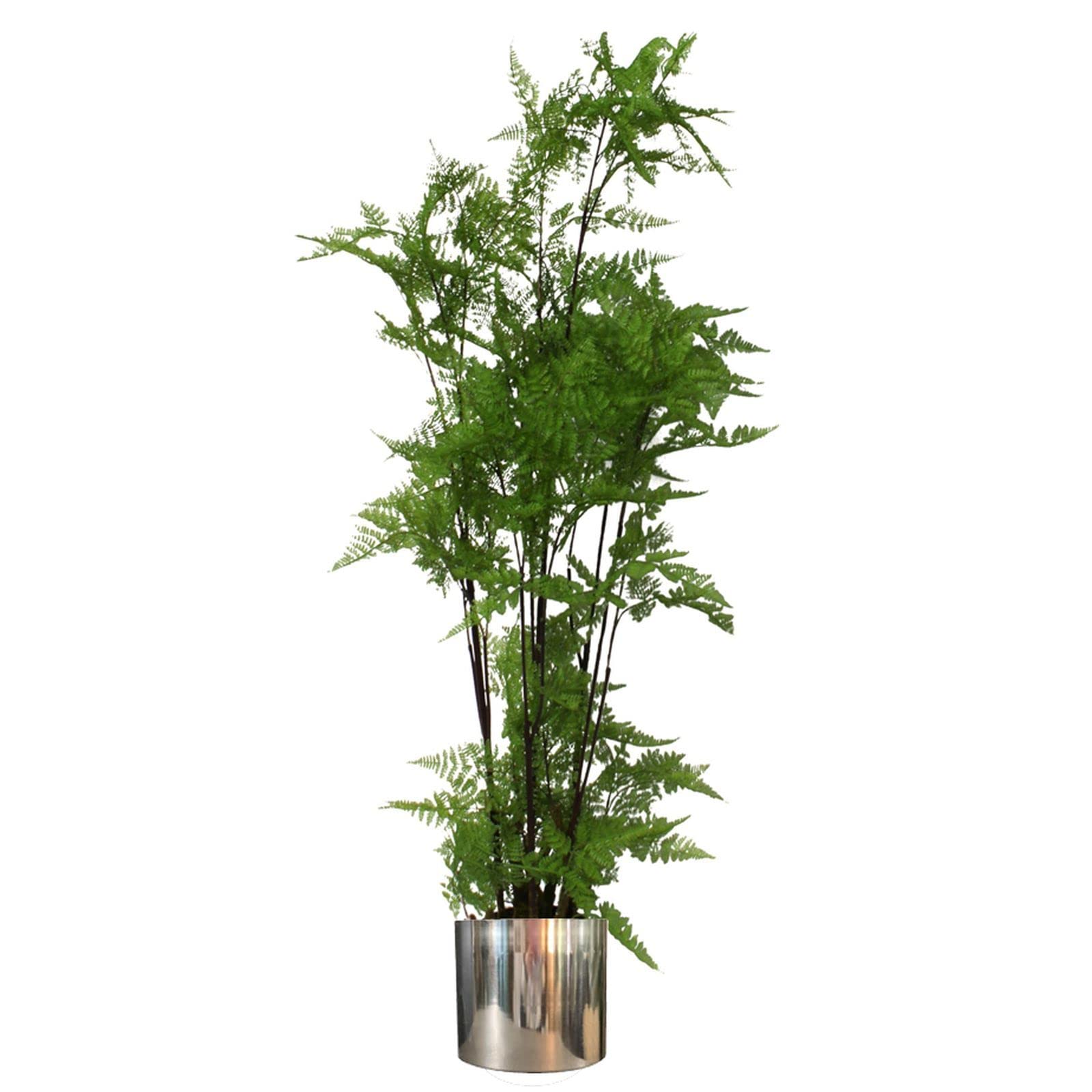 Leaf Artificial Realistic Natural Look Moss Fern in Pot Moss Fern Large Silver 150cm