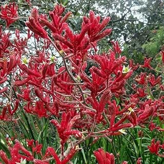 Tall Red Kangaroo Paw (Anigozanthos flavidus)20 Seeds for Home Gardening and Planting