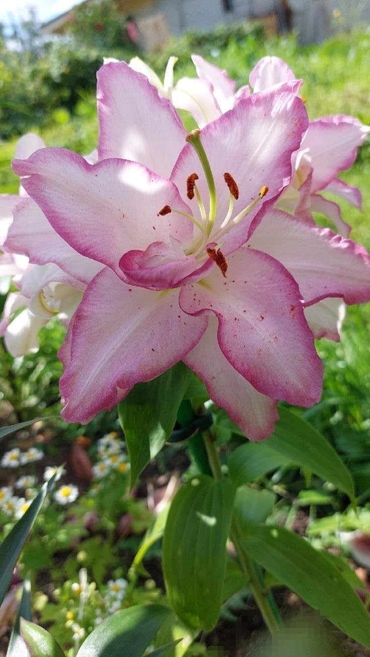 SVG® Oriental lily Double Imported Flower Bulbs All season for Your Home and Gardening Pack 2 bulbs (VIOLET BODER SHADED)