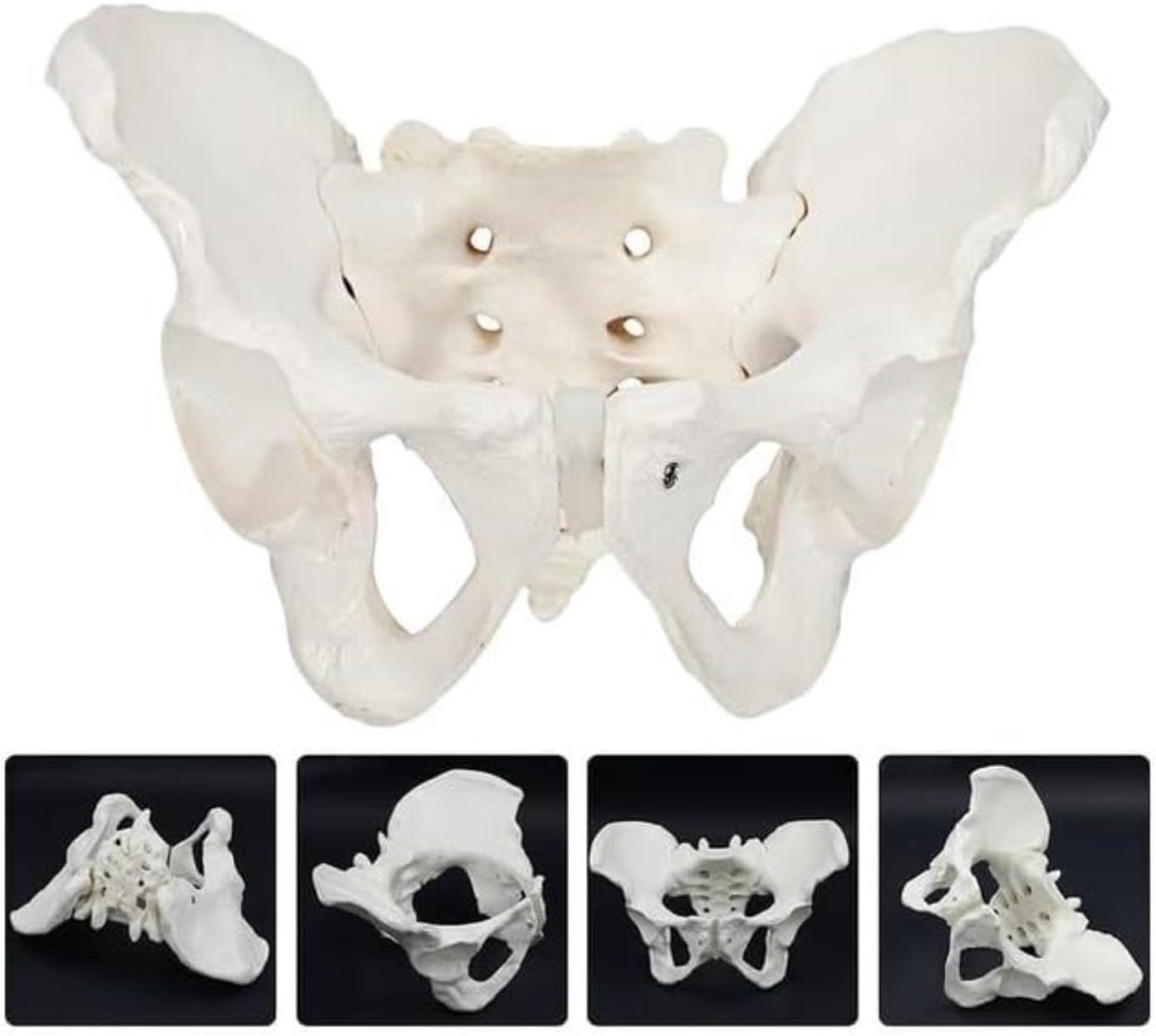 Anatomía De La Educación Modelo De Cuerpo Humano, Anatomía Pélvica Femenina, Modelos Anatómicos, Entrenamiento Cadera Muñeca de Anatomía