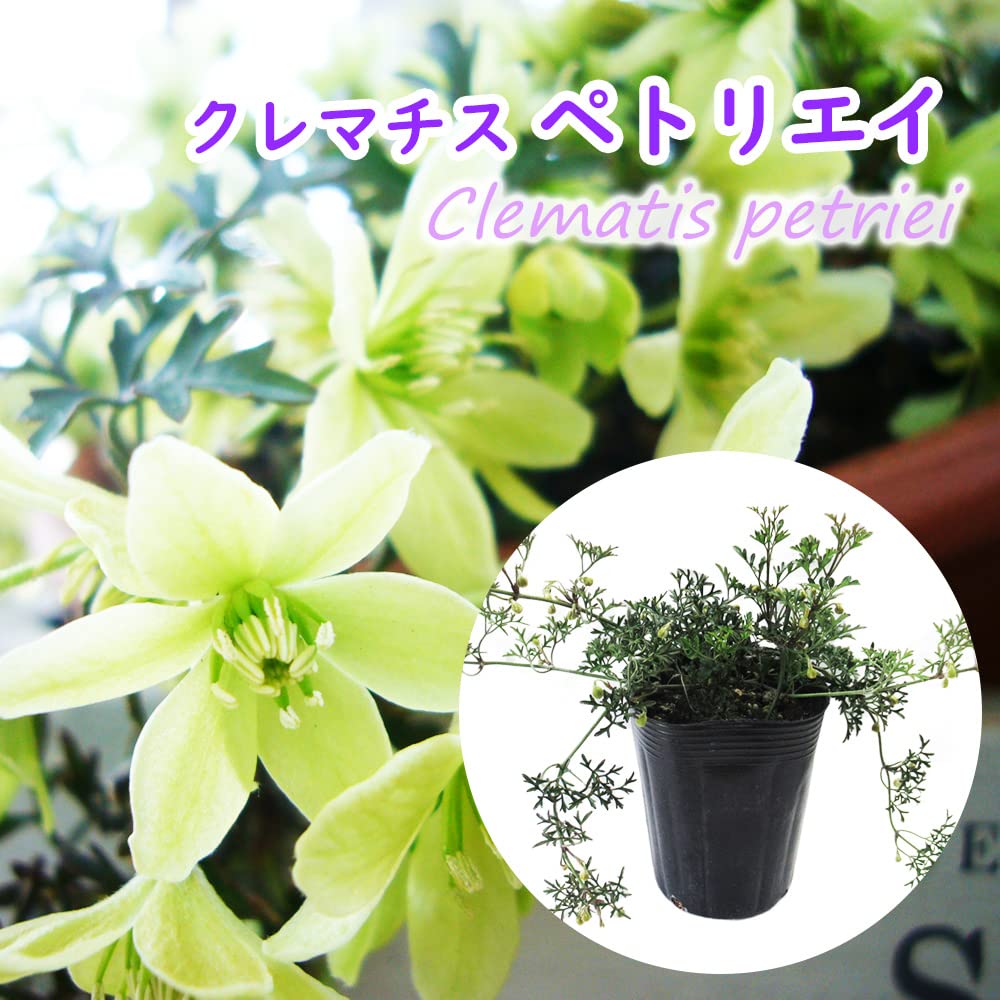 Amazon.co.jp: 【 花終わり 】常緑クレマチス 「 ペトリエイ 」10.5cm
