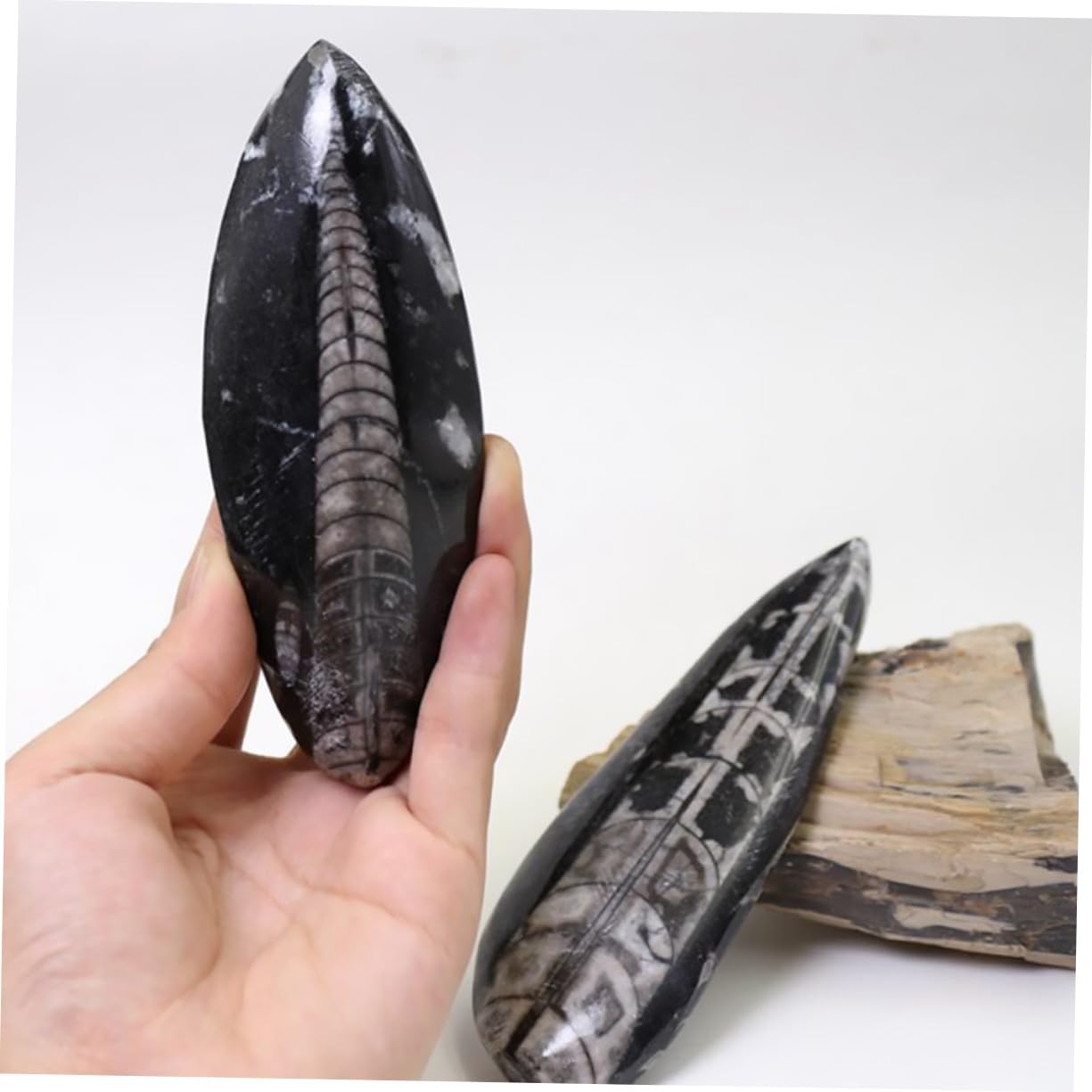 Especimen Fósil Orthoceras Natural Grande de Simulación para Enseñanza de Paleontología Herramienta y Decorativa para Aulas y Colecciones