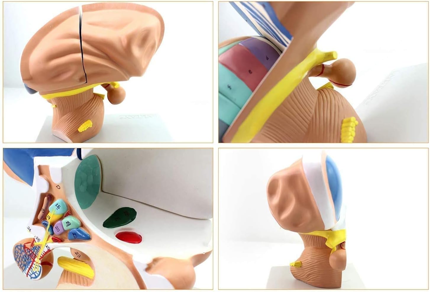 Research Model Scientist Simulates Human Anatomy - Brain Anatomy Model Thalamus - 3X Magnification Thalamus Intuitive Scientific Brain Anatomy - Part 4